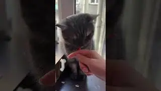 #shortsclip #youtube #shortscookingvideo #youtuberlikes #shortstiktok #youtubeshorts #catvideos #cat