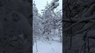 Relaxing winter walk in the snow