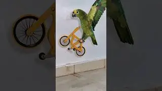 Parrot doing BMX stunts #birds #parrotlover #cycling #bike #pets #funnyanimals #bicicleta #cyclist