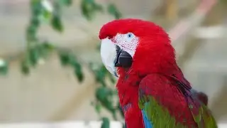Amazing Facts About Macaws (The Most Intelligent Bird)