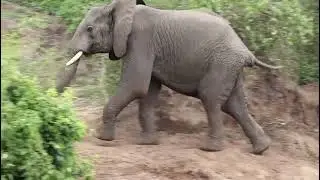 Drunk Elephants Dancing After Eating Sausage Tree Fruits | Funny Safari Moments in Uganda#short