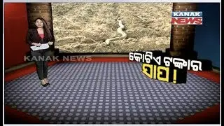 Damdar Khabar:  What! Red Sand Boa Snake Worth Rs 1.25 Crore Rescued In Madhya Pradesh