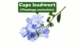 Hope, good wishes--Cape leadwort