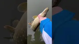Fish 🎣 #fishing #zvejyba #fishingvideo #fish #fishinglife #fishingislife #fishingtips #fisherman