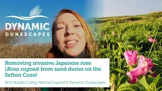 Japanese Rose (Rosa Rugosa) Removal From Sand Dunes on the Sefton Coast