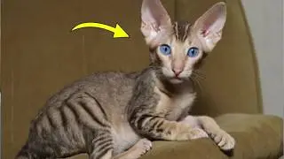 This Kitten Has Human-Like Features – What the Vet Said Will Leave You Speechless!