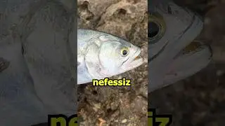 DİREKT &Ouml;LD&Uuml;R ! / At&ccedil;ek Spin Lrf Balık Avı / L&uuml;fer Avı