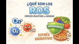 Especies Reactivas de Oxígeno (ROS): Mitocondria, Estrés Oxidativo y Antioxidantes | Med IA