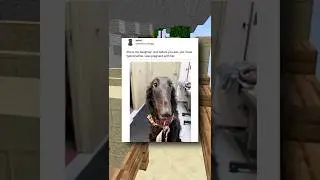Самые смешные мемы про собак 🐕