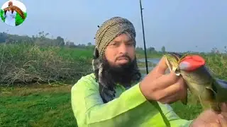 Snakehead fishing//big saez samal fish hontteg//murral fish wala video//machhli ka shikar 
