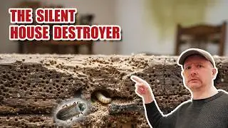 How to kill WOODWORM without using chemicals