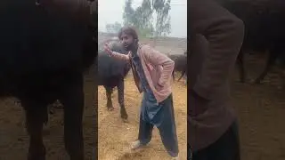 Hard Work in Village But No Support 😢 | Pendu Life Reality