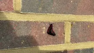 Cinnabar Moth - moths - wildlife gardening Uk