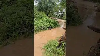 mahilpur village chow #shorts #song #flood #news #shortsfeed