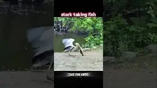 stork and fish #trending #animals #wildlife #youtubeshorts #shorts #viralshort #stork #fish