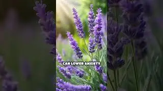 Lavender: Urban Design for Community Wellness