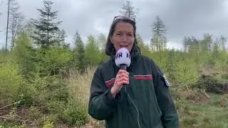 Aufforsten in hessischen W&auml;ldern