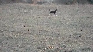 Indian Courser, Cursorius coromandelicus, Hotel Sunbird, Bharatpur, Rajasthan, India, 4 Febr 2011