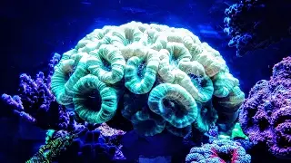 Caulastrea Curvata Polyplab Polyp Booster - Timelapse