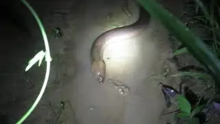 Synbranchus marmoratus