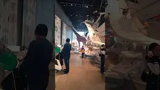 an amazing view of wild animals in al salem cultural center museum salmiya #shorts #museum #salmiya