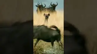 Все, что вам нужно знать про Замбези...@tarik4711
