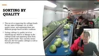 presentation assignment 2 (208499) sorting cabbages
