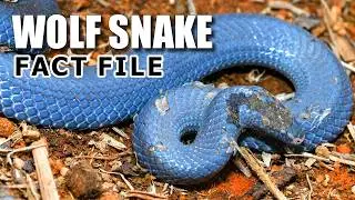 Wolf Snake&nbsp;Facts: the SNAKE&nbsp;with WOLF&nbsp;TEETH 🐍 Animal Fact Files