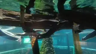 New Zealand short-tail eel feeding time #newzealand #fish #eels 