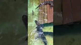Alligator feeding time @Gatorland, Orlando, FL🐊