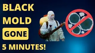 Black Mold What You Need to Know 2025 (Mold Testing Frederick Maryland)