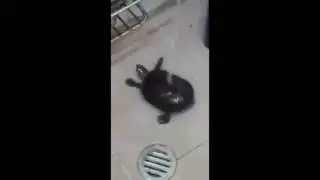 dancing turtle