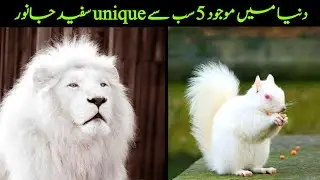 most beautiful white animals in the world || most beautiful albino animals in the world | Infogossip