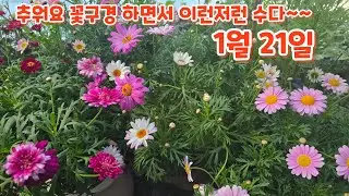 #꽃구경 하면서 관리하기 #키우기 이런저런 수다~~~