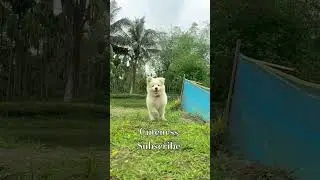 #cuteThe most beautiful moment of our life which was seen in this child #dog #doglover #cutedog
