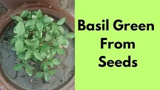 Basil Green From Seeds