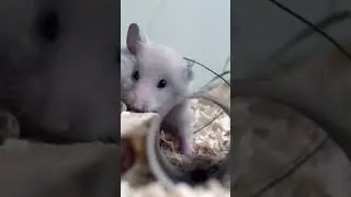 The Incredible Abilities of Rats #youtubeshorts #rats #smartanimals #intelligence