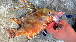 CHANNEL 2 HOGS - FLORIDA KEYS BRIDGE FISHING CHALLENGE