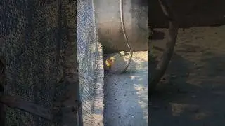 #naturalbeauty #hazarauniversity #vlog #peacock #pakistan #animals #bird