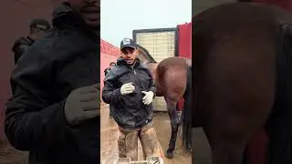 صـمـرت حـصـان ملكي 🥇كيجاتكم تصميرة 🙈