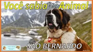Voc&ecirc; sabia? S&atilde;o Bernardo / St Bernard #s&atilde;obernardo #stbernard #ra&ccedil;asdec&atilde;es #dogbreeds #c&atilde;es #dogs