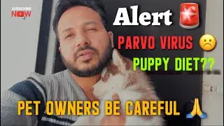 Pet owner be careful 🙏 #jennythelab #huskydiet