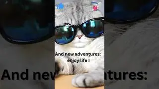 Unleashing the Power of Playfulness: This will make you smile #cat