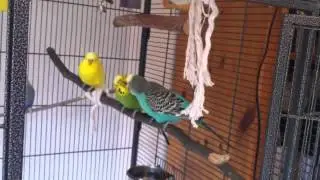 Wellensittich Liebe