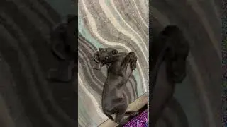Weimaraners have personality! BALOO the WEIM #SHORTS BALOO the Weimaraner
