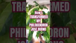 Philodendron Jose Buono transformation #plants
