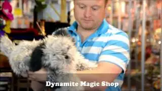 Scruffy the Dog puppet by Folkmanis Bij Goochelwinkel Dynamite Magic Shop