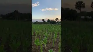 Hermoso atardecer desde un conuco de Tabaco Jacagua, Santiago de los Caballeros.