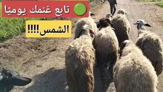  المسراح ... المتابعة اليومية للاغنام ...المشى فى الشمس مهم للاغنام