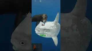 Why Do Fishermen Throw This Giant Fish Back?